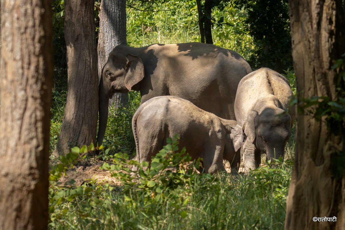 Group of Elephant_Bardiya National Park (10)