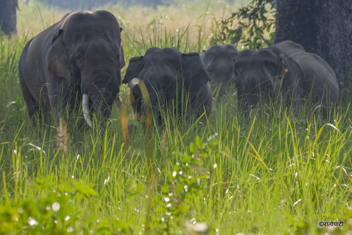 Group of Elephant_Bardiya National Park (12)