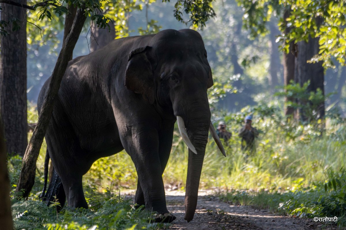 Group of Elephant_Bardiya National Park (13)