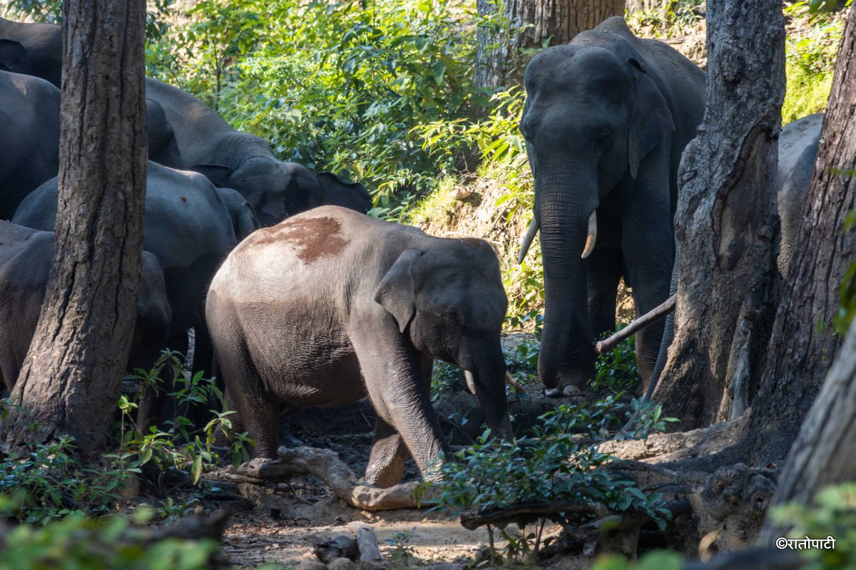 Group of Elephant_Bardiya National Park (3)