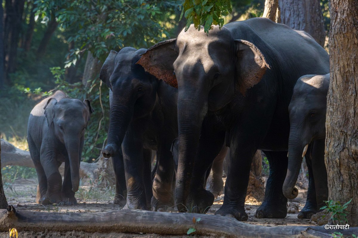 Group of Elephant_Bardiya National Park (5)
