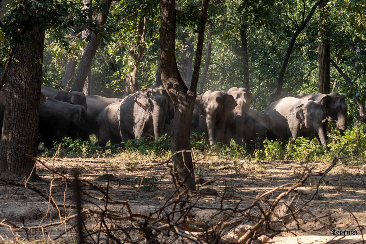 Group of Elephant_Bardiya National Park (9)