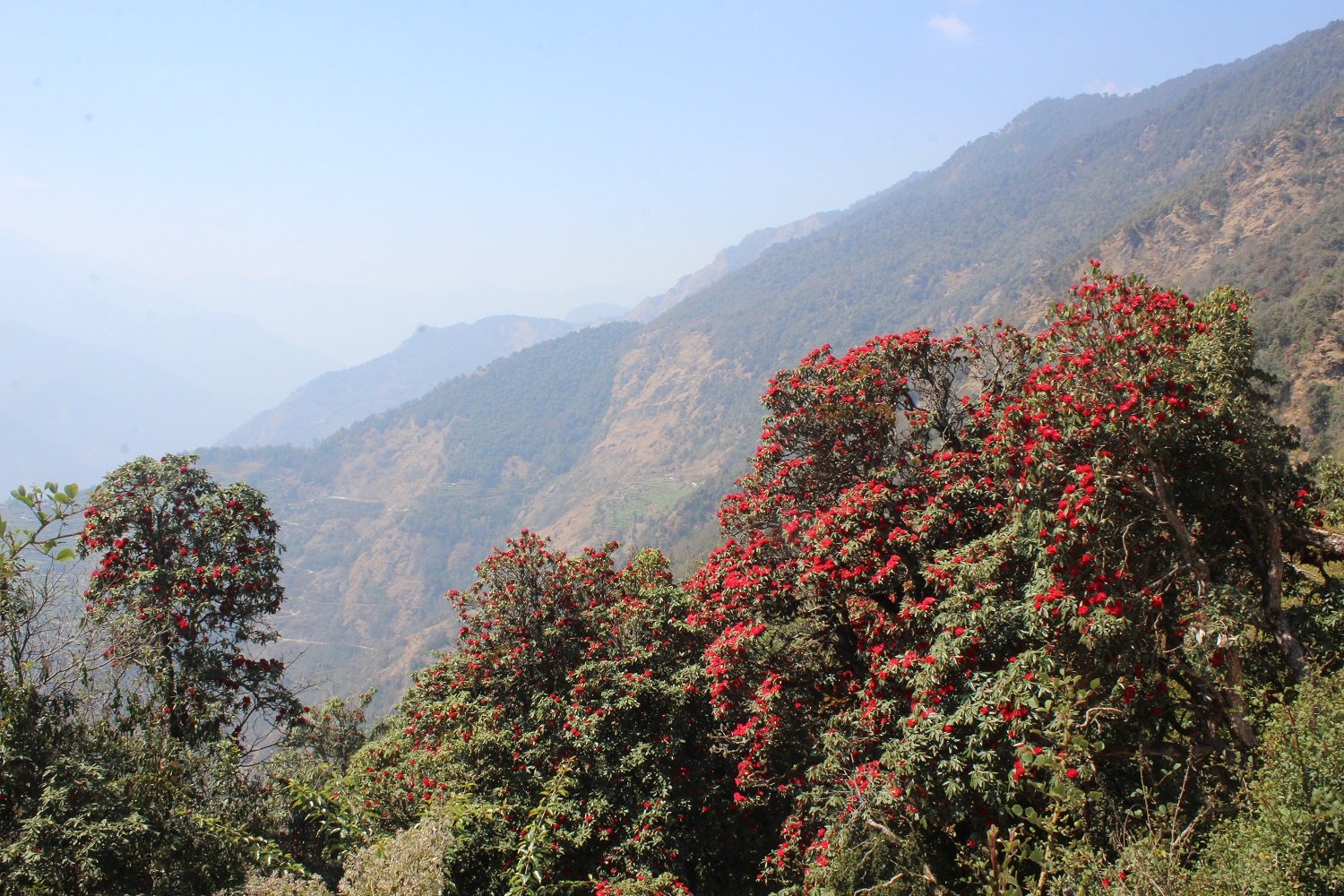 टोड्केमा ढकमक्क लालीगुराँस फुलेपछि...