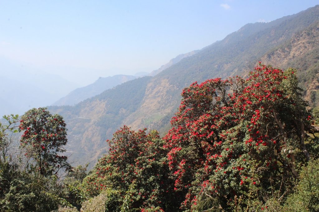 Rhododendrons in Full Bloom Transform Bhojpur's Mundum Trail into a Spring Paradise