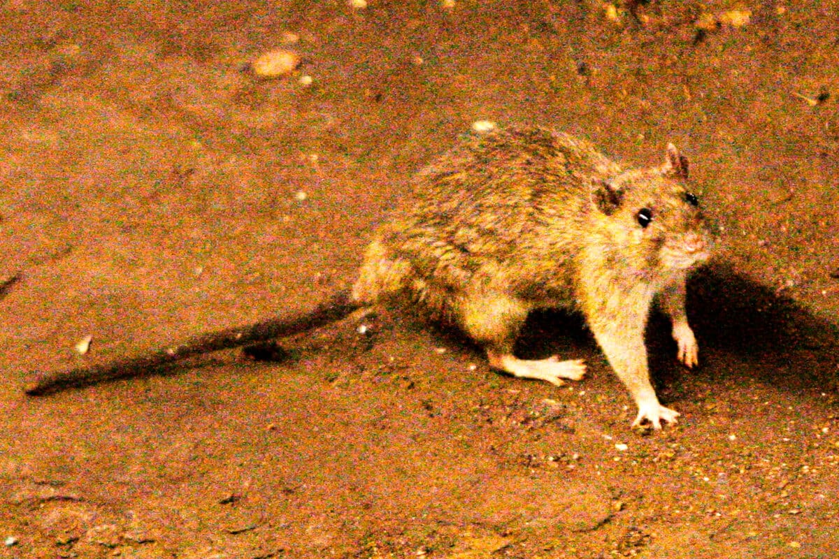 hanta virus (1)