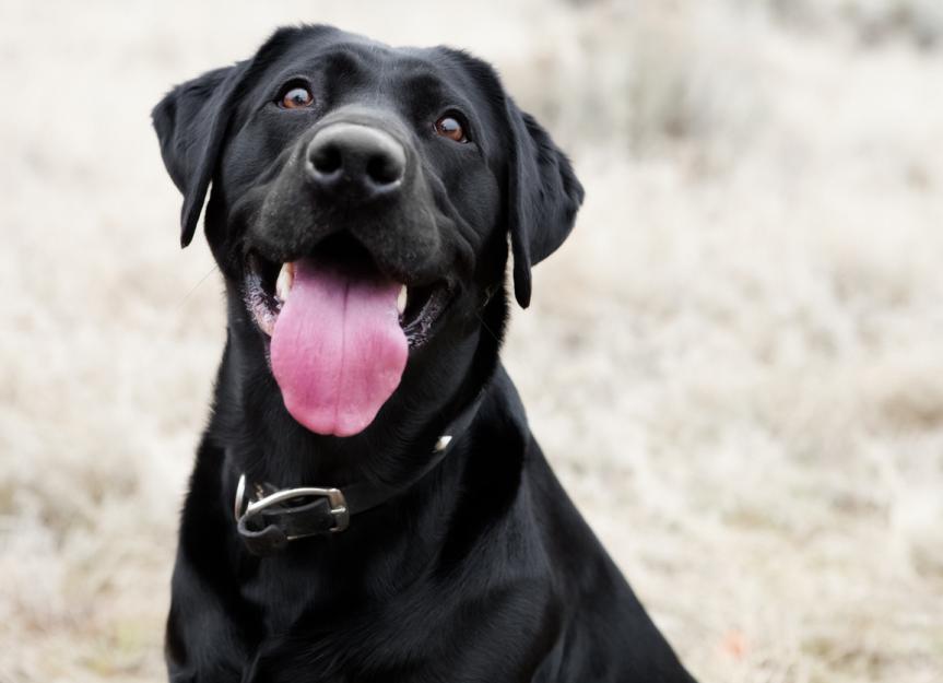 happy.dog_.tongue