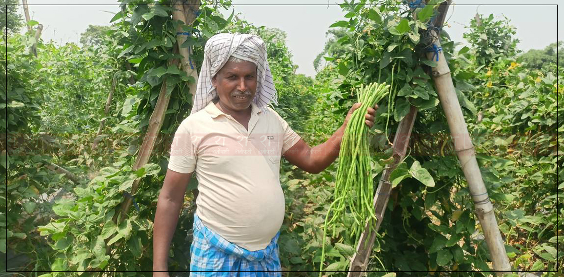 तरकारी खेतीको ऋण तिर्न एक करोडको जग्गा ६० लाखमा बिक्री