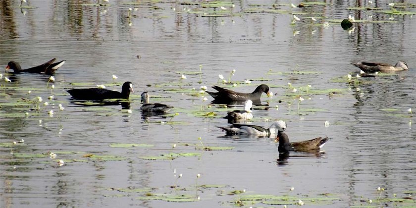   घोडाघोडीमा हरिहाँसको सङ्ख्या घट्यो
