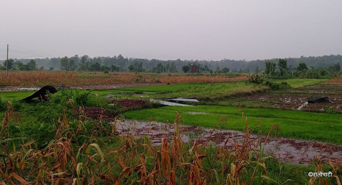 hawa huri (2)