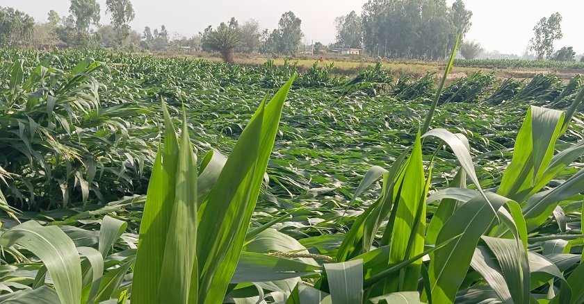   हावाहुरीले सर्लाहीमा ठुलो क्षति, किसानको मकै र गहुँ बाली नष्ट