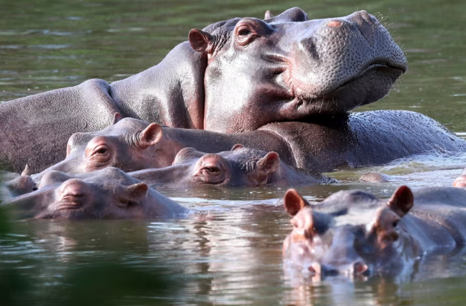 Colombia approves plan to cull invasive hippos