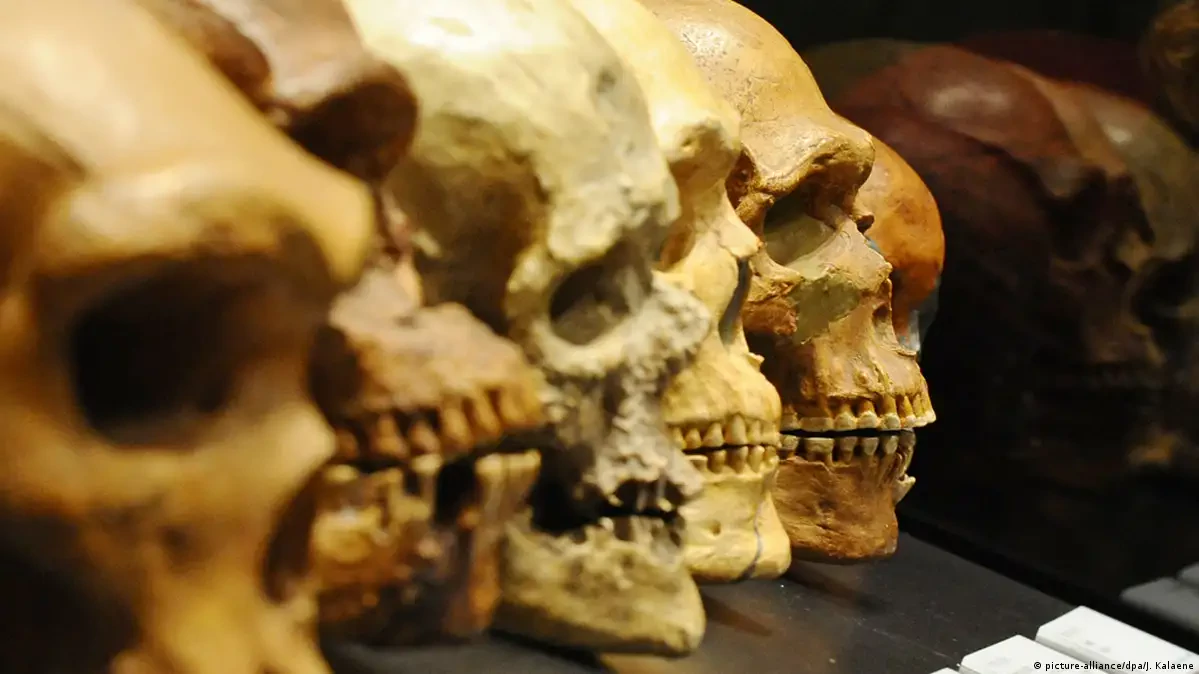 Homo sapiens_11
