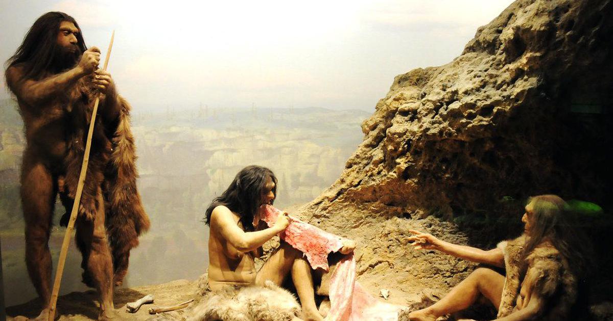 Homo sapiens_12