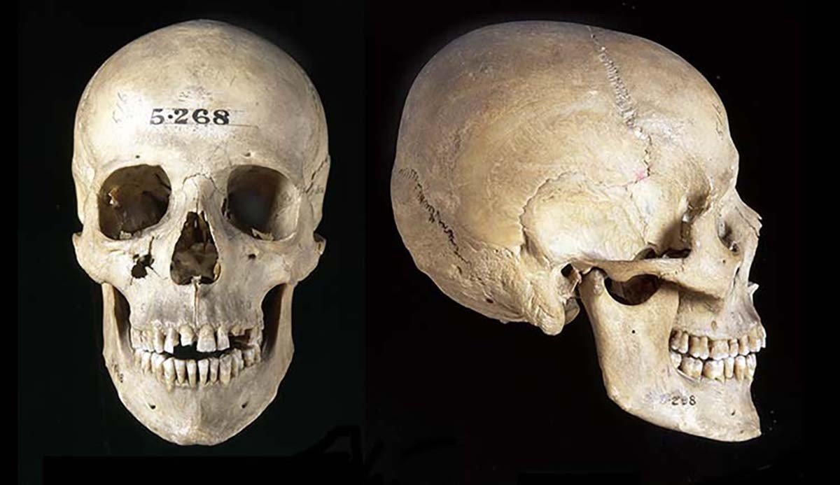 Homo sapiens_1