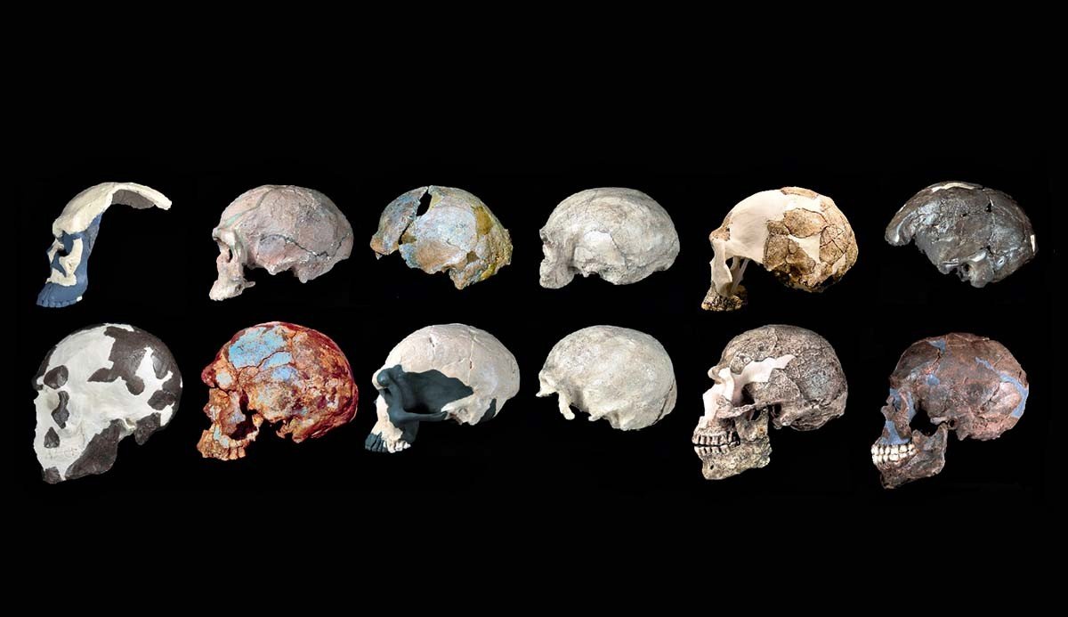 Homo sapiens_3