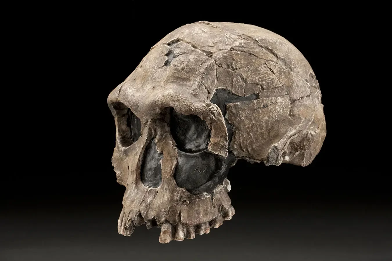 Homo sapiens_5