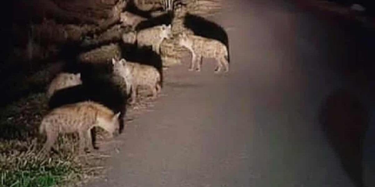 भारतीय सीमा क्षेत्रबाट हुँडार पसेको भन्दै रंगेलीमा त्रास, सतर्क रहन आग्रह