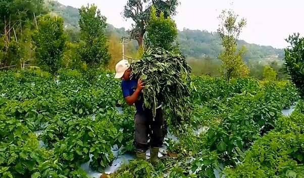 हुरीले अकबरे खुर्सानीमा क्षति पुर्‍याएपछि किसान चिन्तित