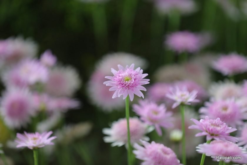 hurticulture (10)