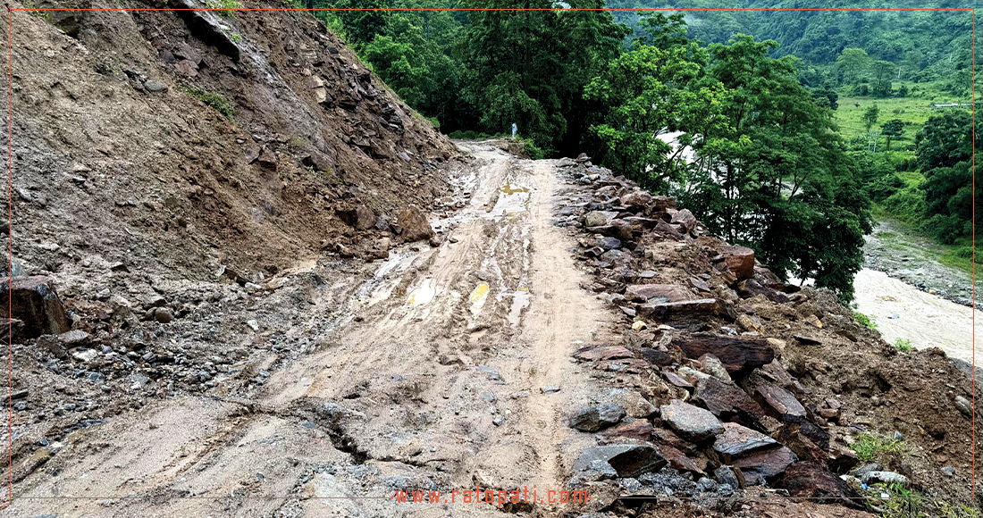 दुःख दिइरहेको राजदुवाली, विकल्प अझै बनेन