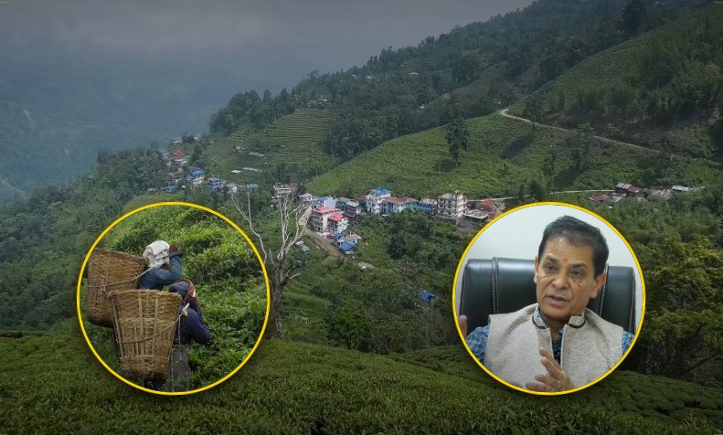 Ilam Tea Gardens Face Crisis Amidst Privatization Dispute