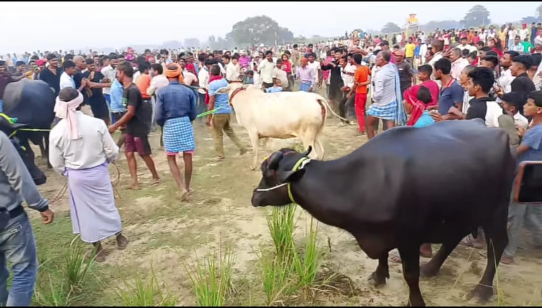 रौतहटमा मनाइयो पशुहरूको पर्व सोहरैया