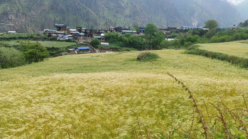   मनाङमा रैथाने बाली उत्पादन घट्दै