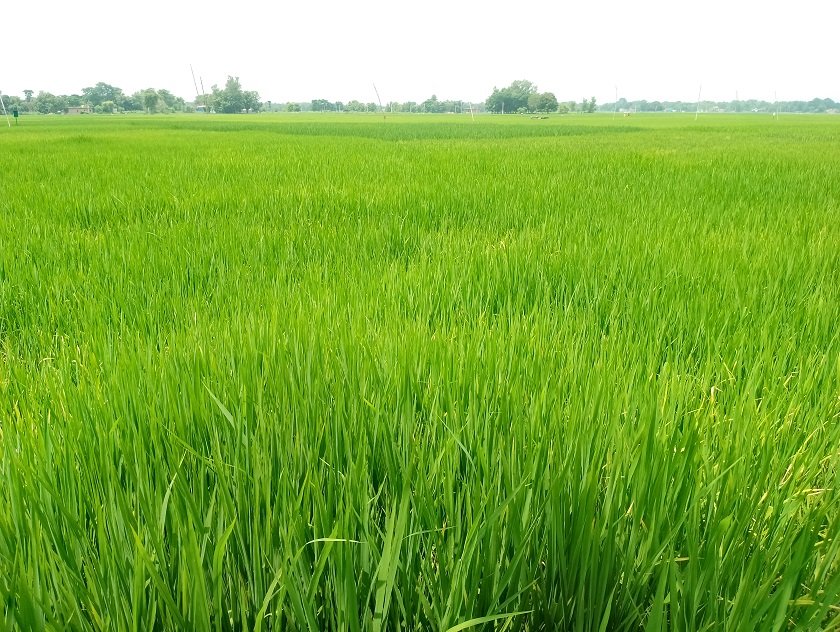   पश्चिम नवलपरासीमा पानी परेपछि धानबाली झाँगिदै