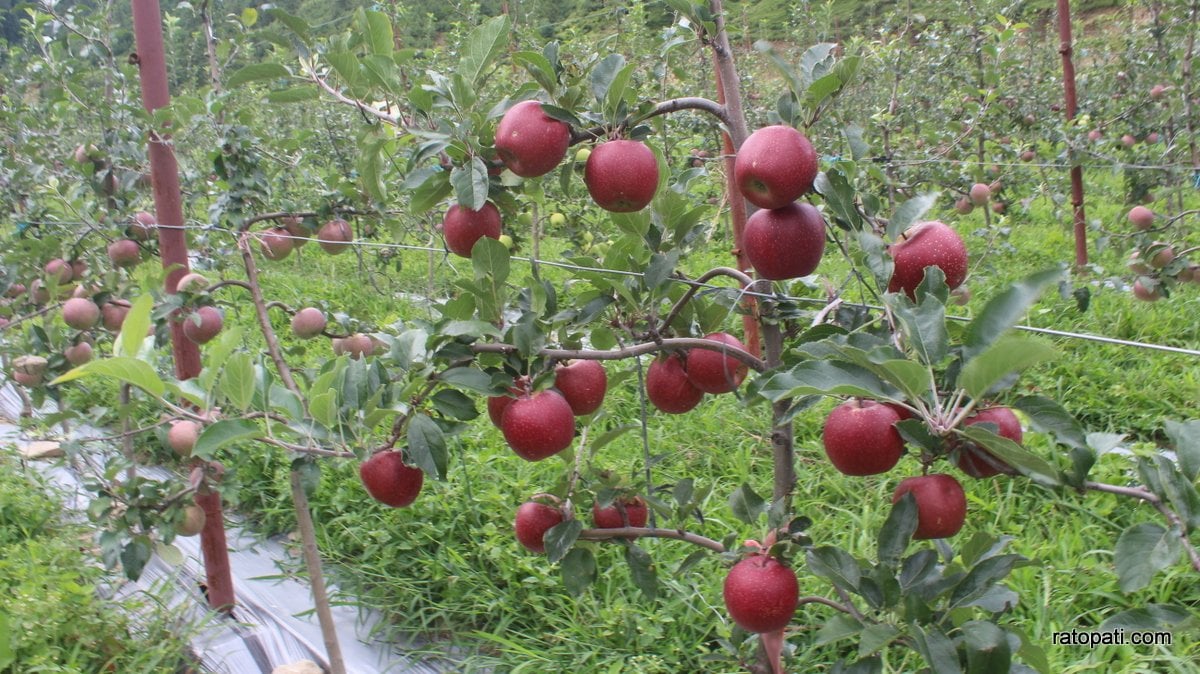 स्याउ बेचेरै समृद्ध बन्न सक्छ जुम्ला