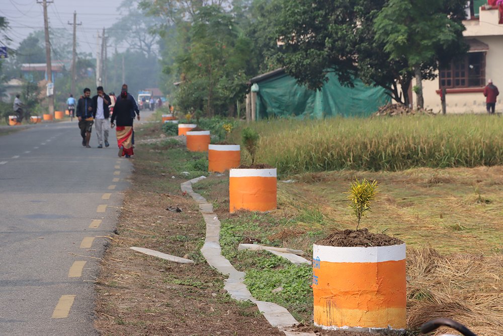 भरतपुर महानगरको ग्रामीण क्षेत्र केन्द्रित वृक्षरोपण सुरु
