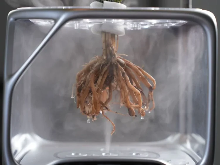 izestee-Aeroponic2-750x563