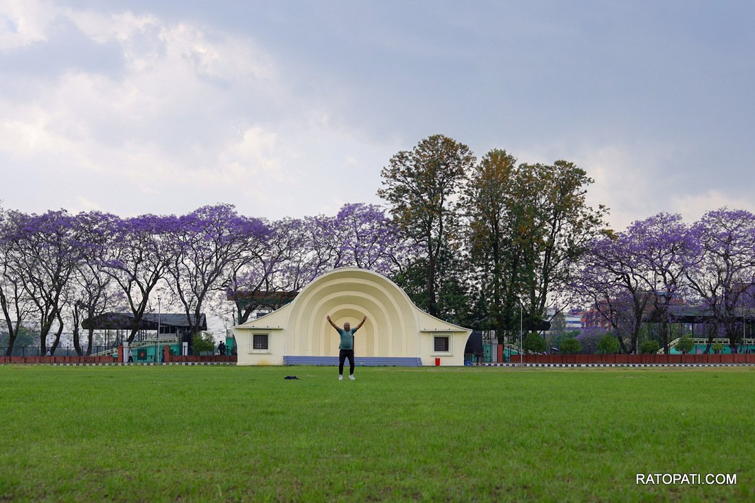jacaranda (1)