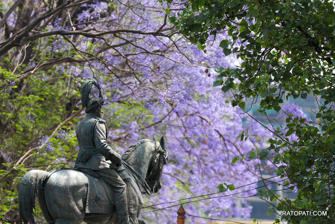 jacaranda (10)