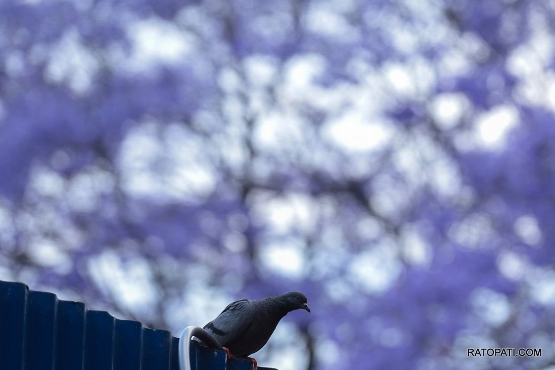 jacaranda (12)