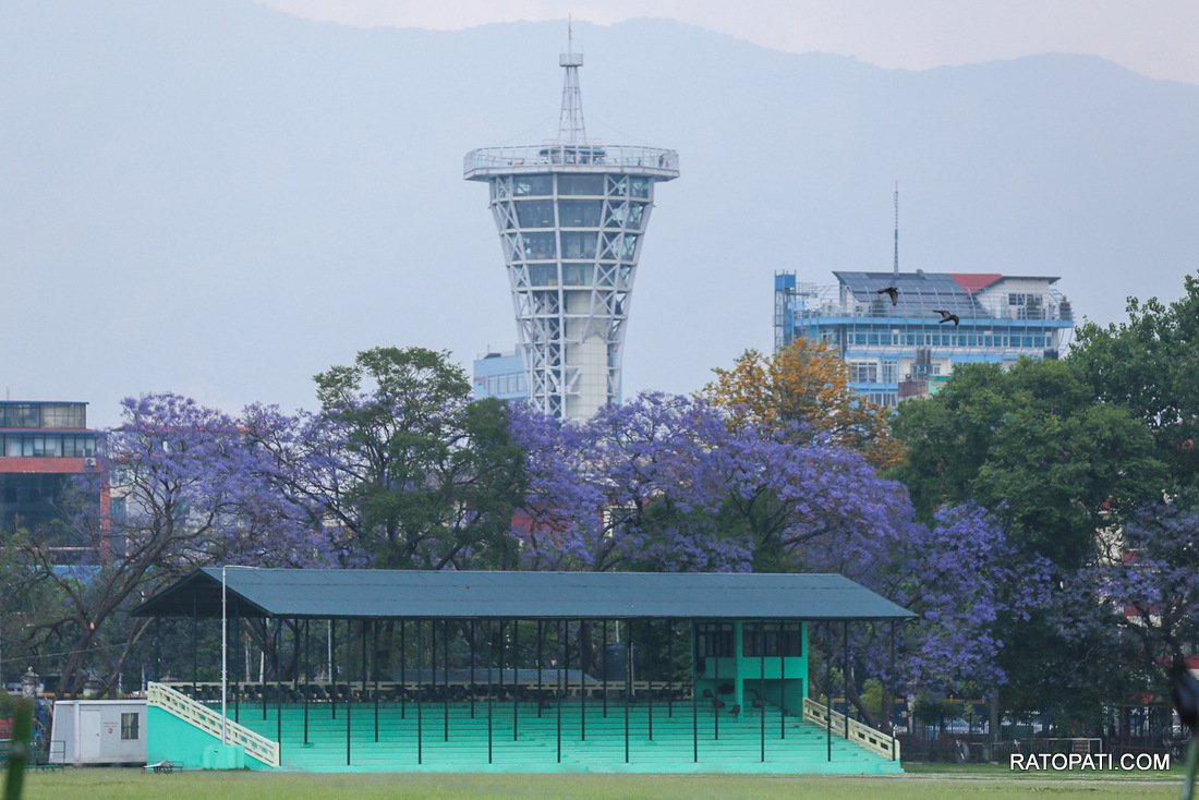 jacaranda (13)