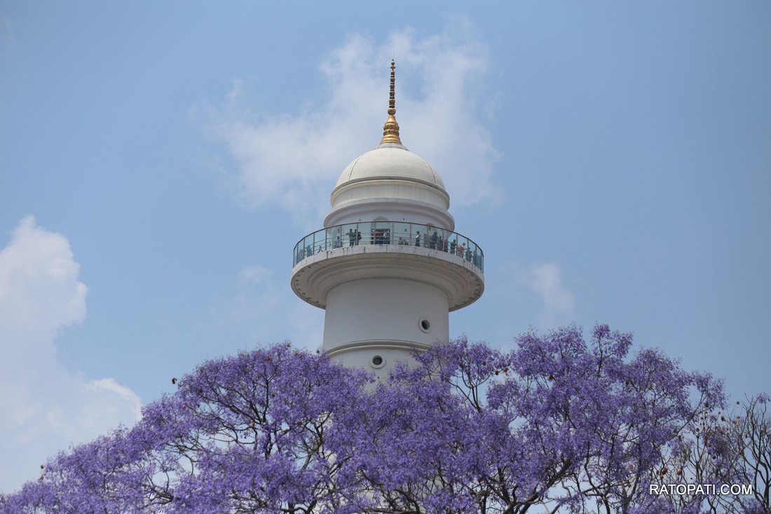 jacaranda (14)