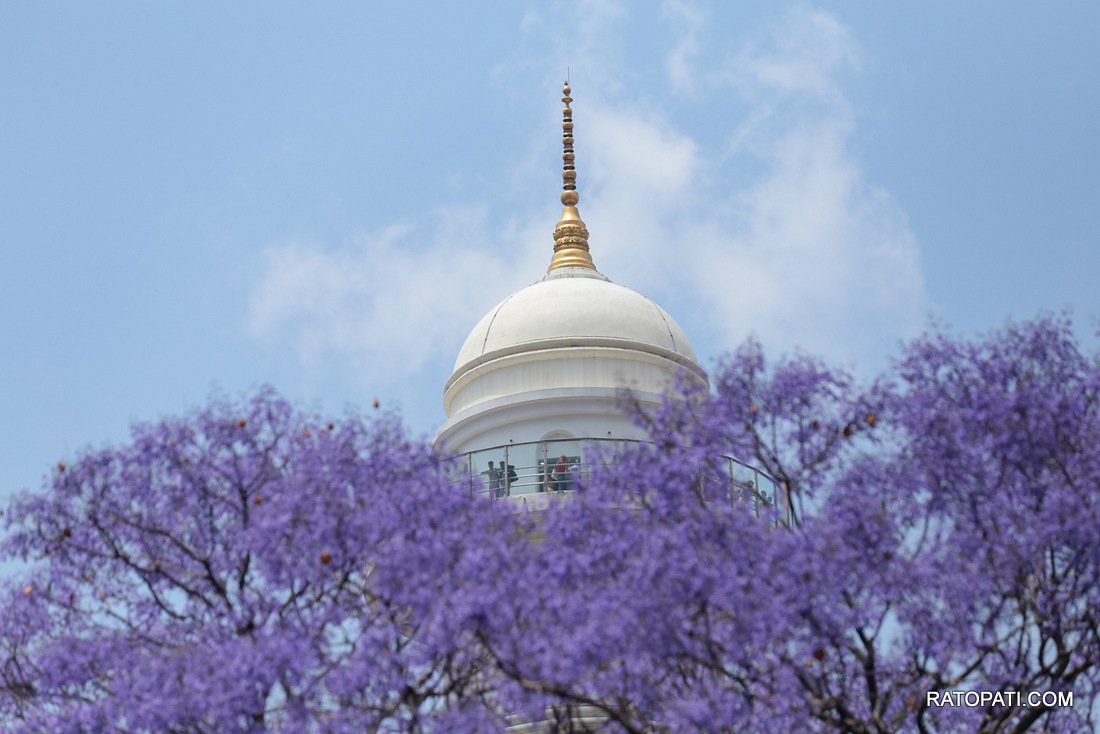 jacaranda (15)
