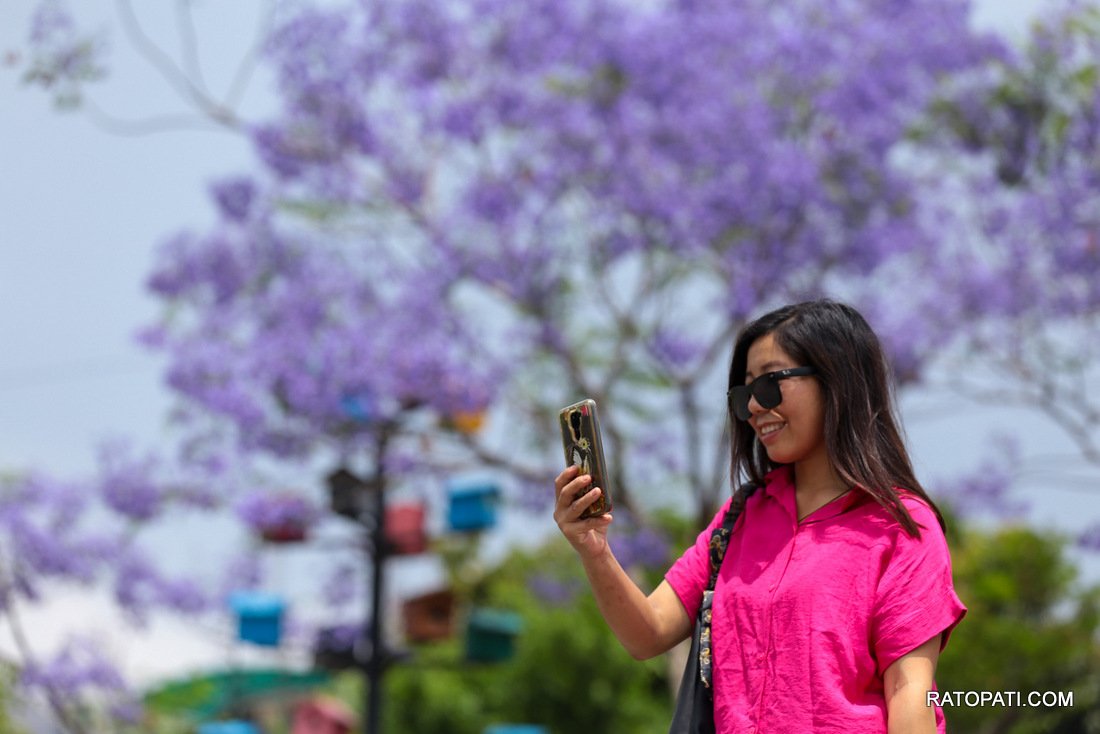 jacaranda (16)
