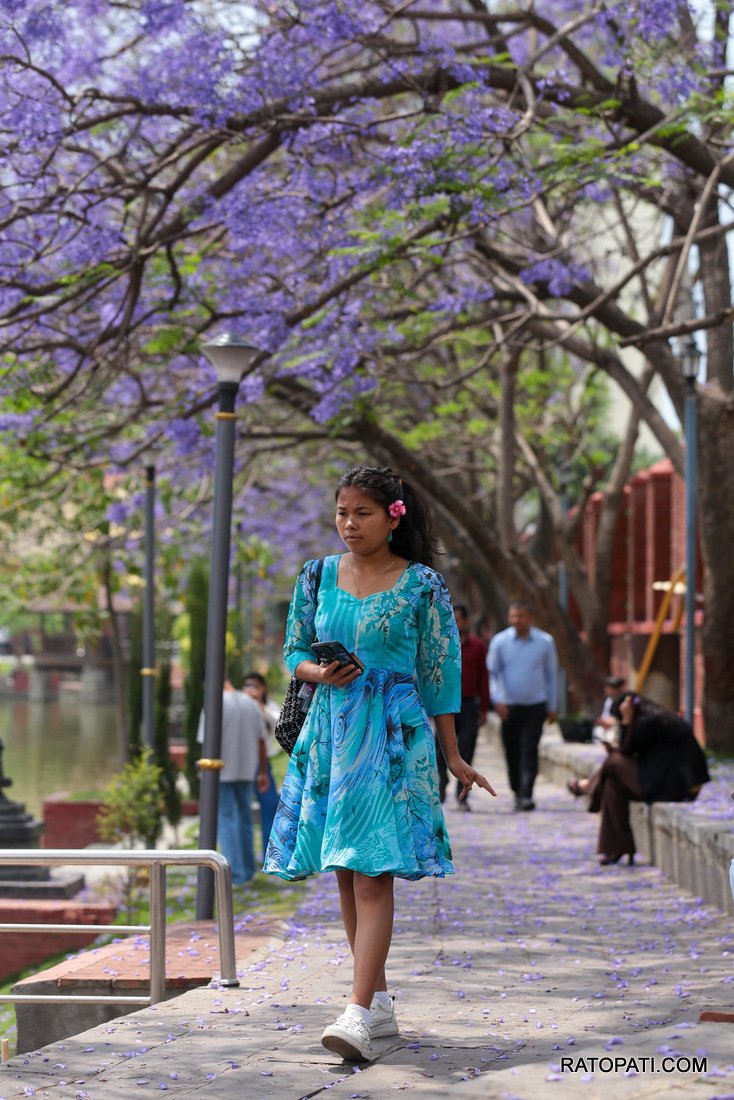 jacaranda (17)