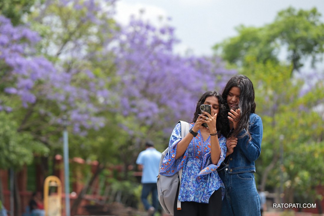 jacaranda (19)