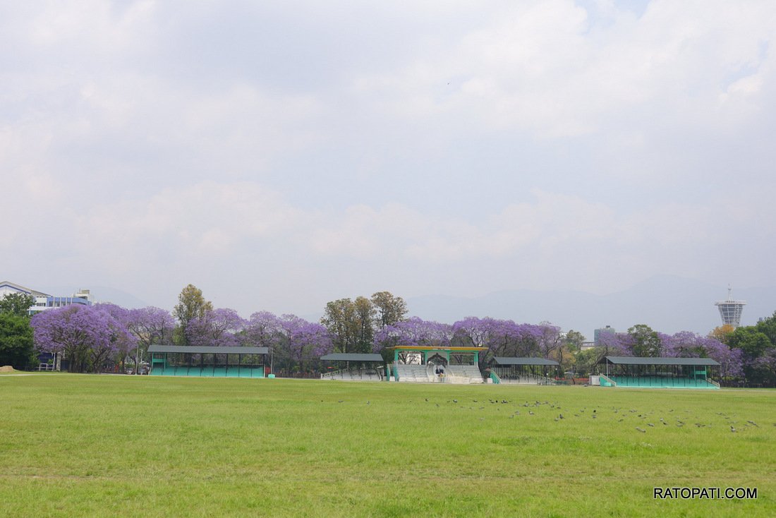 jacaranda (2)