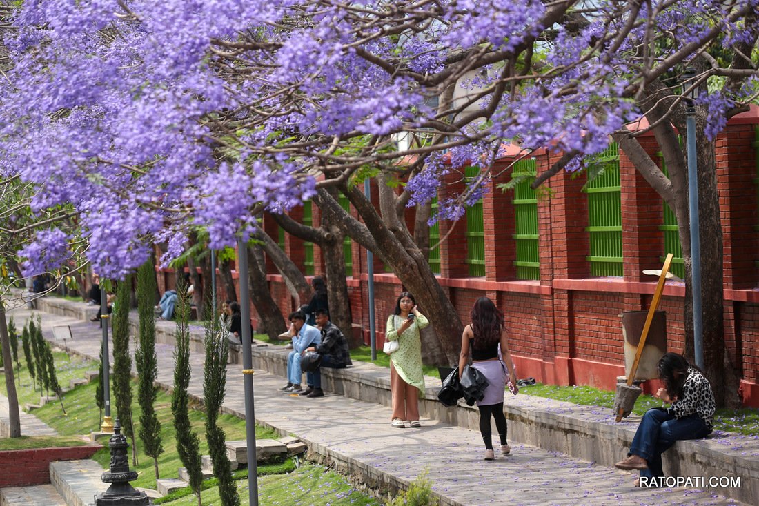 jacaranda (20)