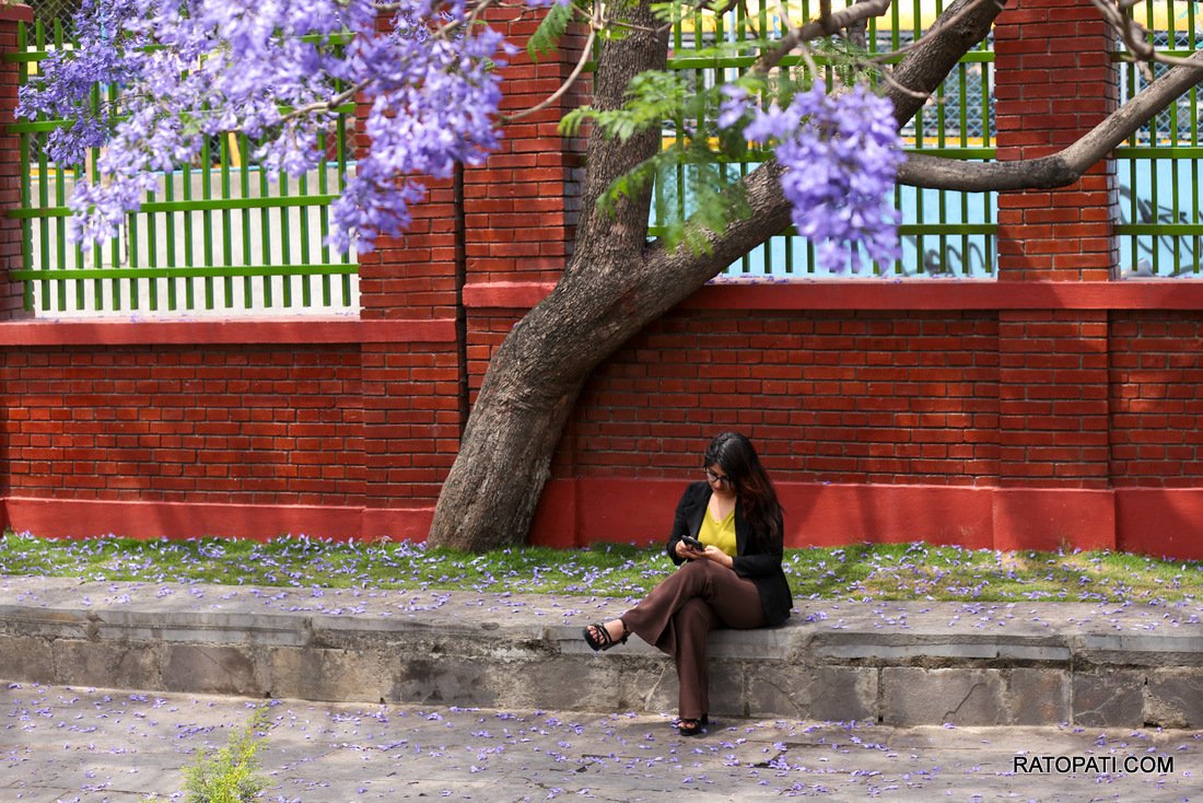 jacaranda (21)