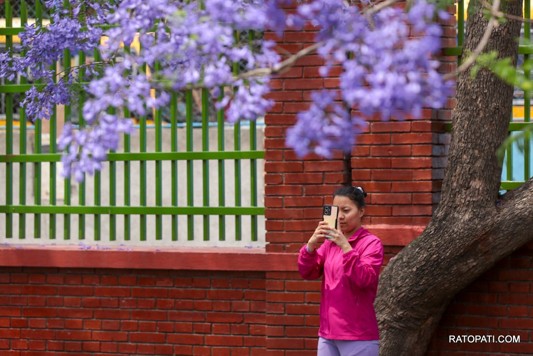 jacaranda (22)
