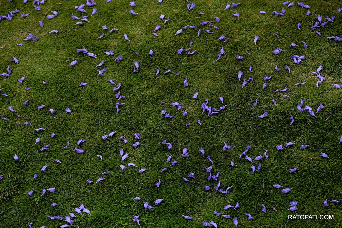 jacaranda (23)