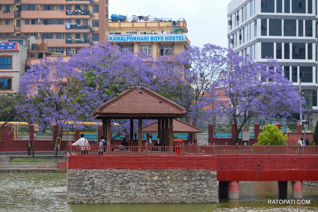 jacaranda (24)