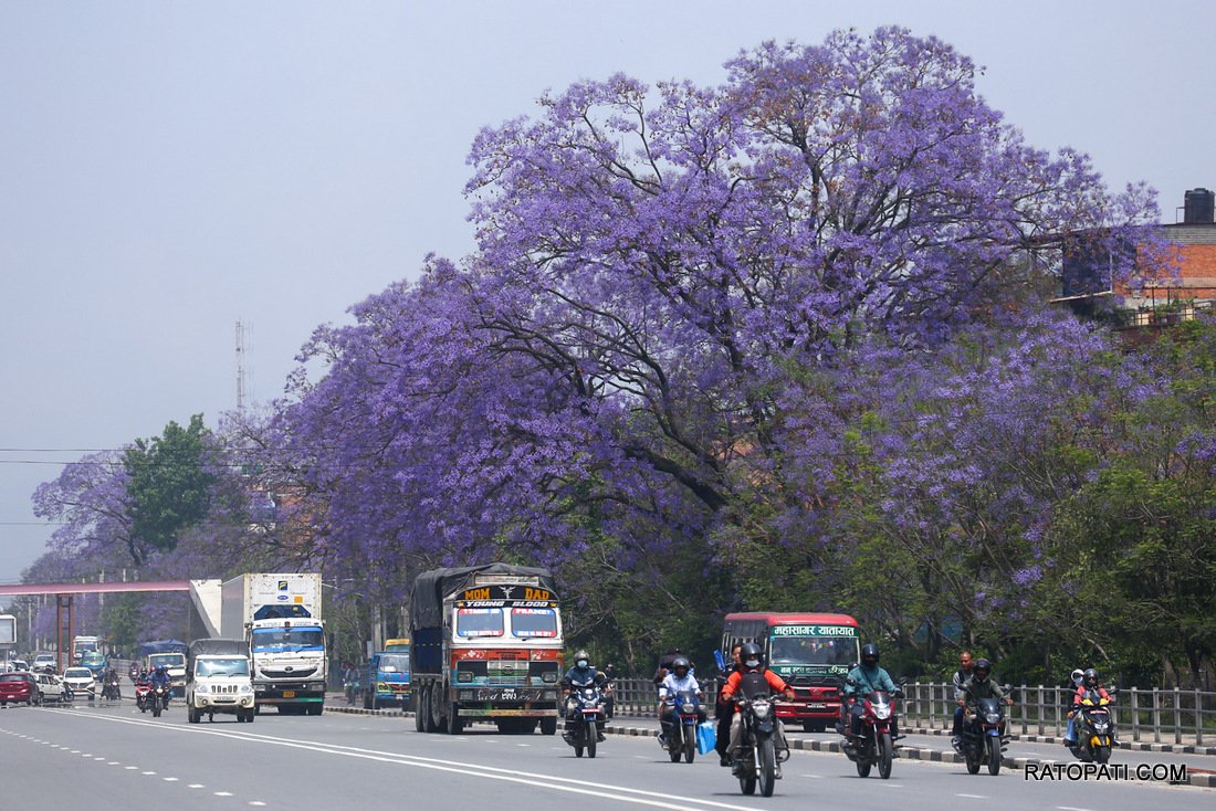 jacaranda (25)