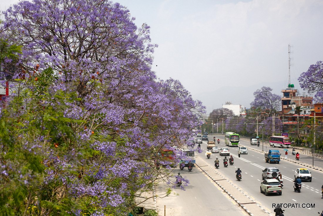 jacaranda (26)