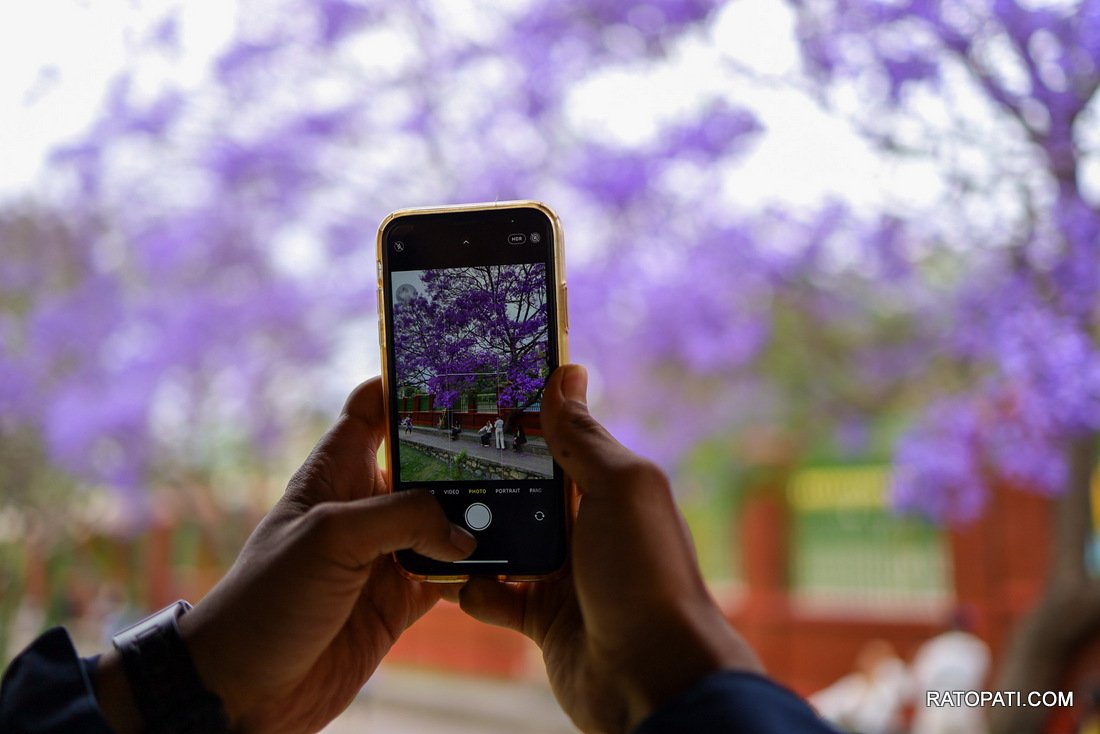 jacaranda (3)