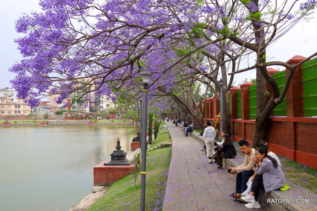 jacaranda (4)